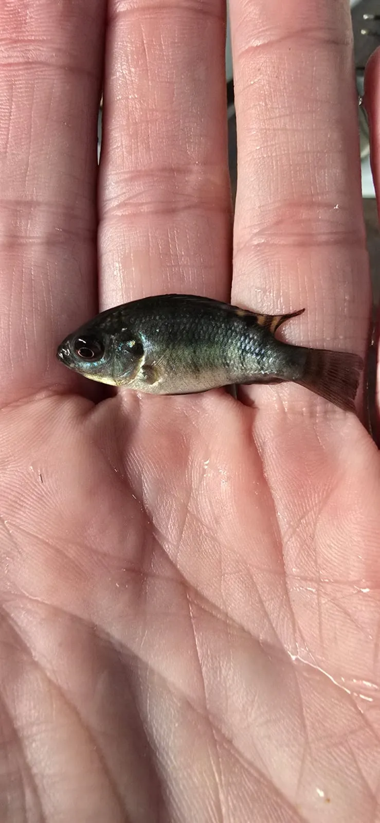 Alevines de tilapia