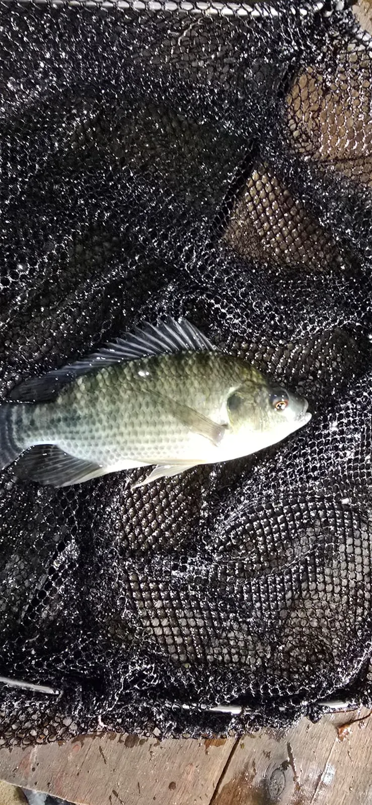 Juveniles de tilapia