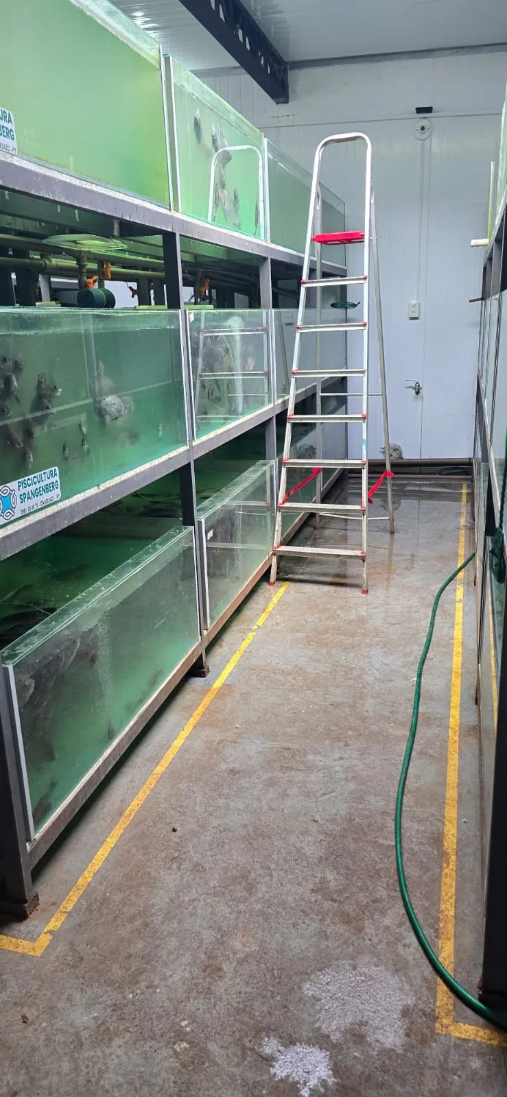Hileras de tanques de reproducción dentro del laboratorio de Piscicultura Spangenberg
