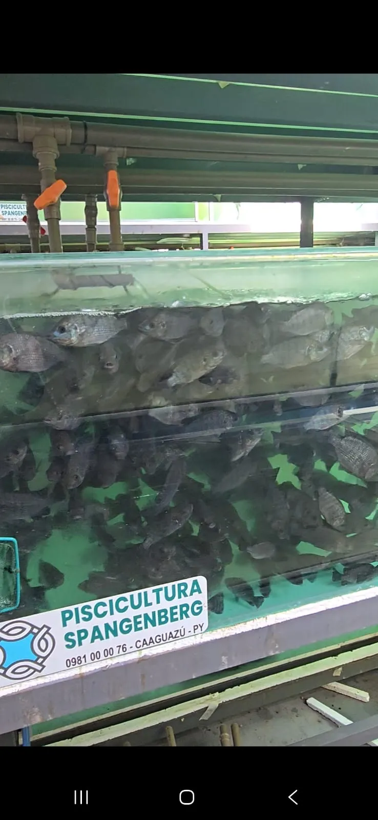 Laboratorio / tanques de reproductores